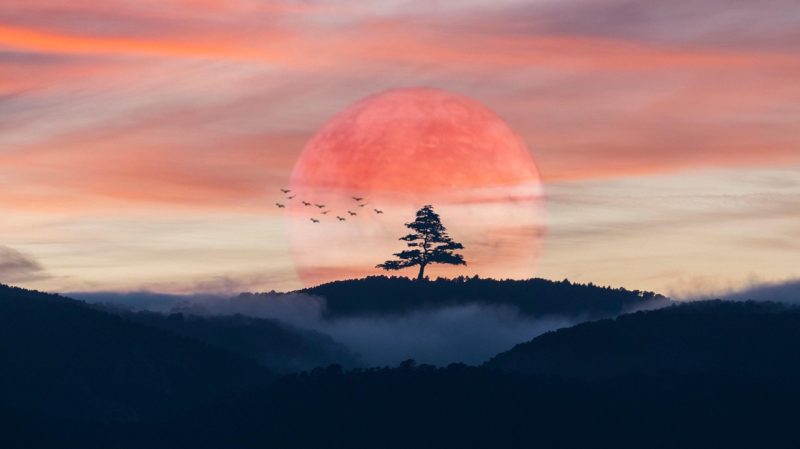 主动选择幸福指南  ｜ 比尔·博内特｜戴夫·伊万斯-鼓腹而游