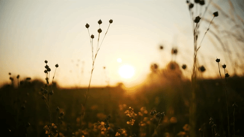 图片[2]-视听疗愈-鼓腹而游