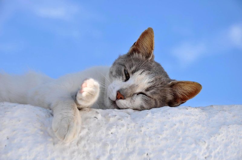 全球第一睡眠专家：你需要知道的6个睡眠真相  ｜ 马修·沃克-鼓腹而游